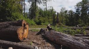 Best Tree Removal  in River Grove, IL