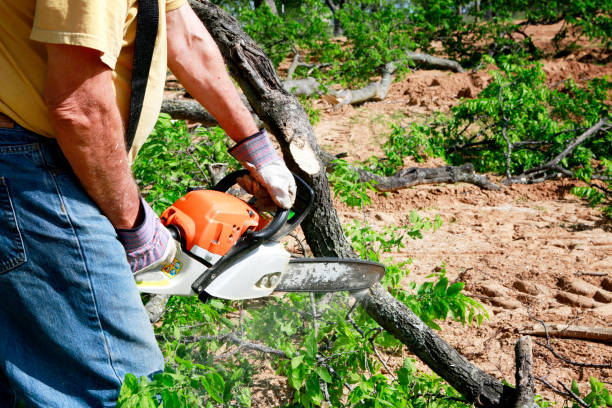 Best Soil Testing and Treatment  in River Grove, IL